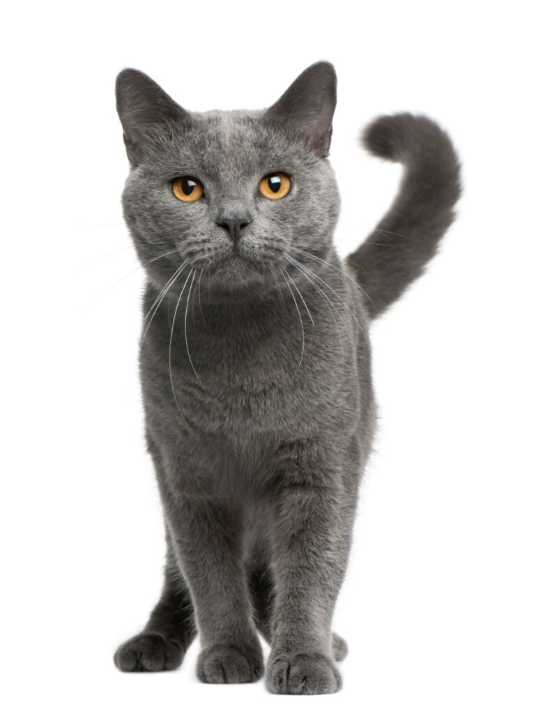 Chartreux,Cat,,16,Months,Old,,Standing,In,Front,Of,White