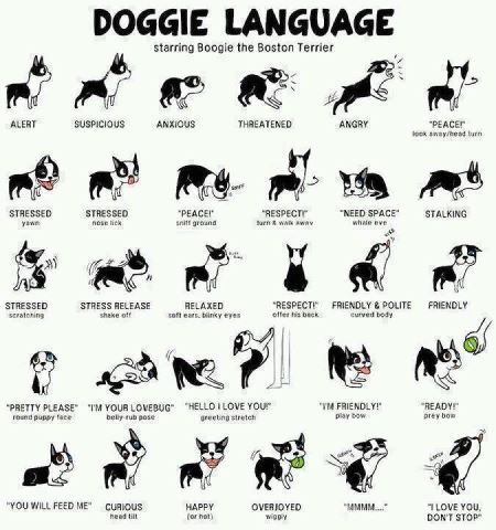 Doogie-Body-Language